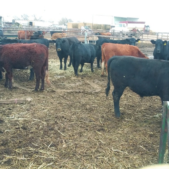 Meet your Posher, David - Picture 1 of 1